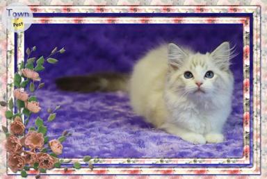 Photo of Purebred Ragdoll - Super friendly female seal lynx bicolor - 2