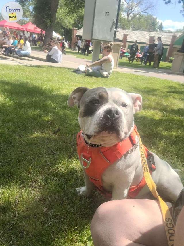 Photo of American pocket bully stud