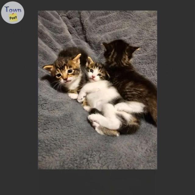 Photo of cutest kittens