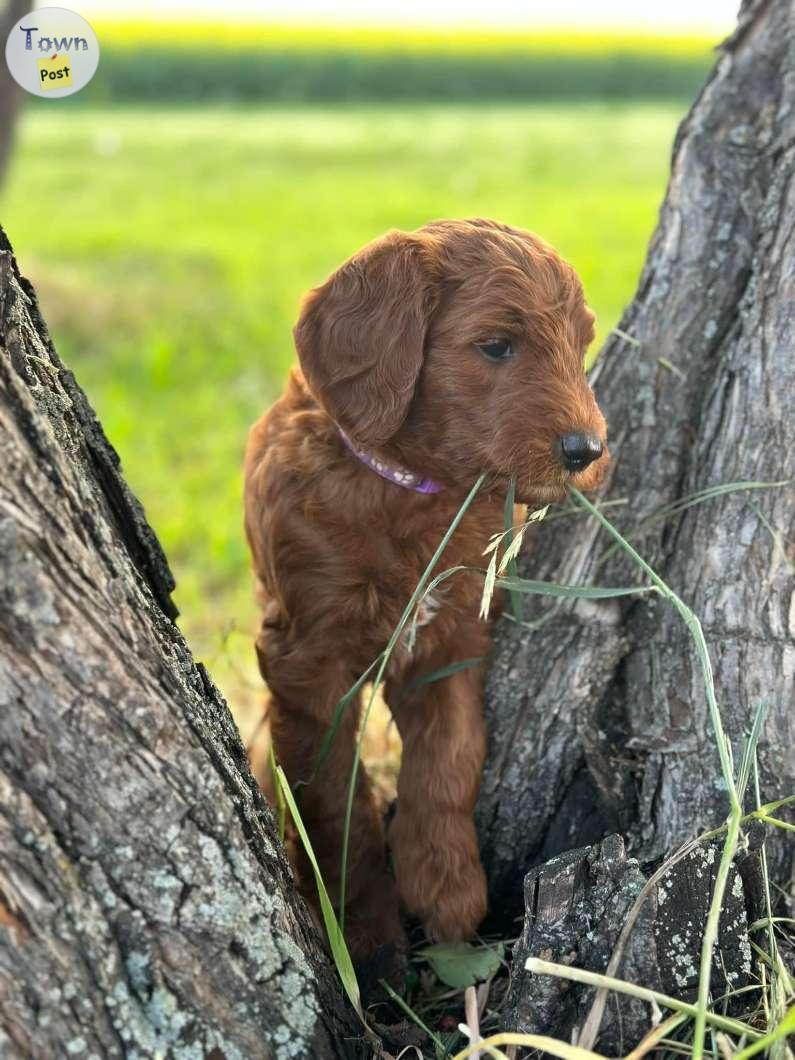 Photo of Beautiful F1b red Goldendoodle Puppies