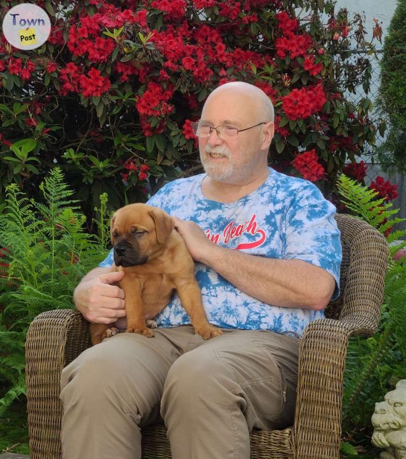 Photo of Dogue De Bordeaux Male pup