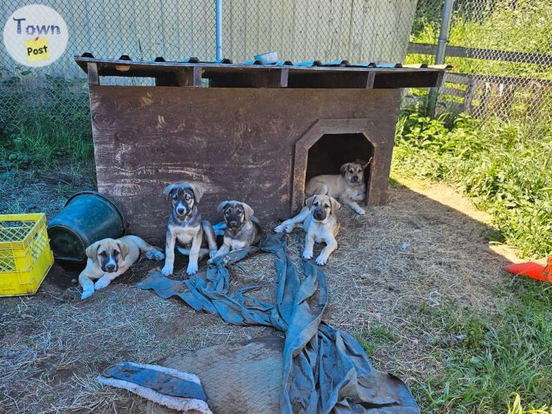 Photo of Great Dane X Mastiff X Husky puppies 