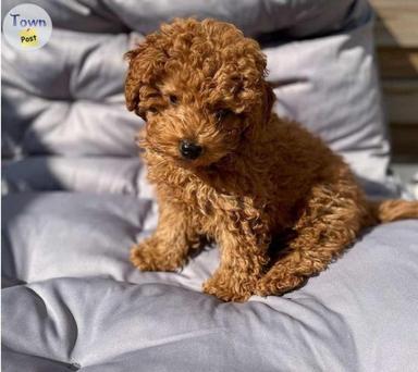 Photo of Toy Poodles - 1