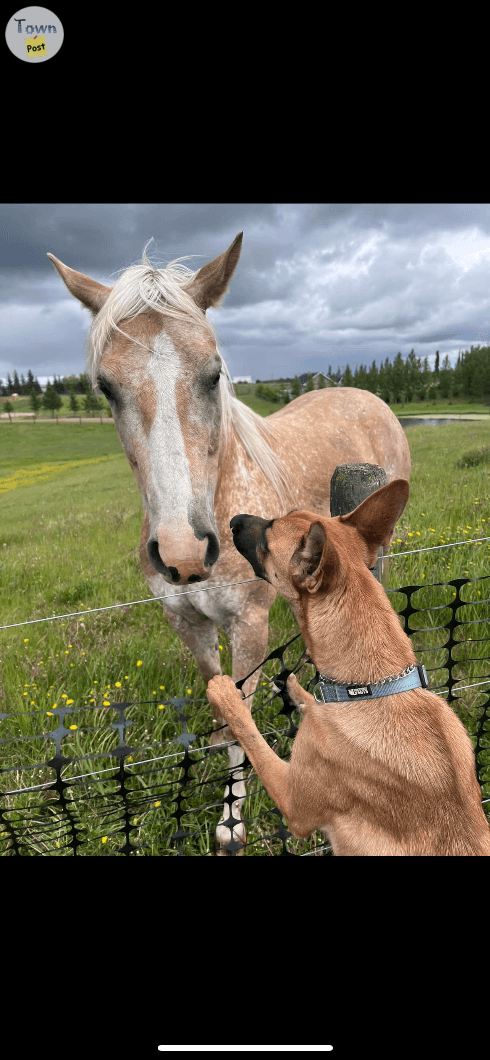 Photo of Female Belgian Malinois