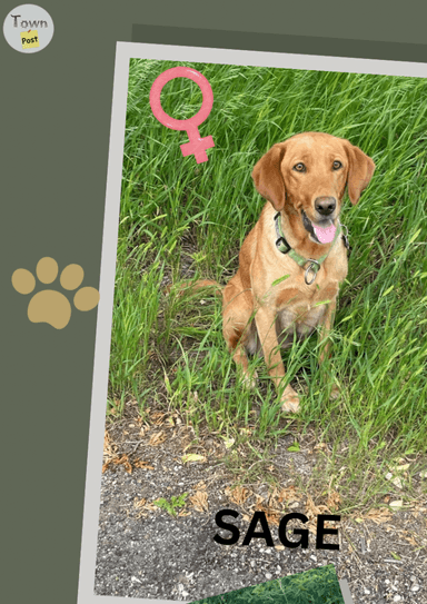 Photo of Purebred Lab Puppies - 1