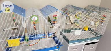 Photo of Budgie and cage - 1