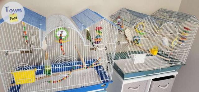 Photo of Budgie and cage