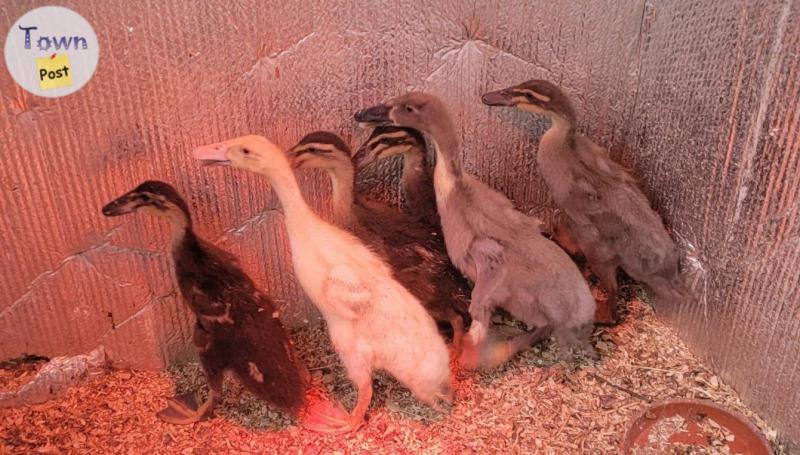 Photo of Runner ducks