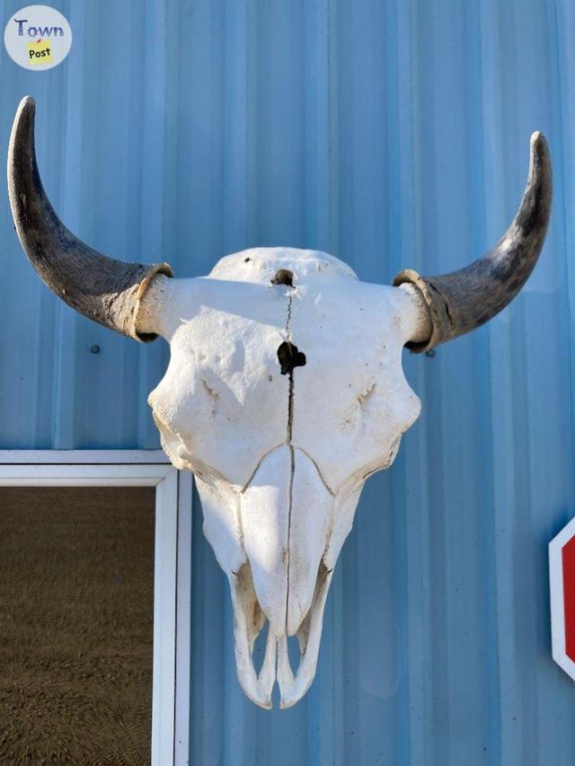 Photo of Bison skulls