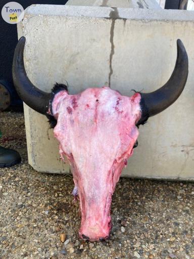 Photo of Bison skulls - 2