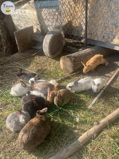 Photo of Bunnies  - 1