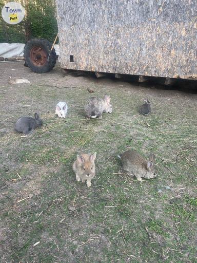 Photo of Bunnies  - 2