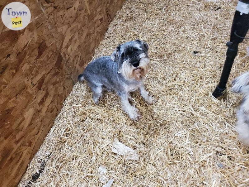 Photo of Breeding Trio of Mini Schnauzers for Sale