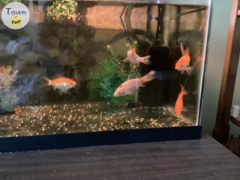 Photo of FREE GOLDFISH