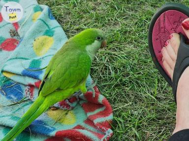 Photo of Quaker parrot - shimmers - male- talks!! - 1