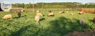 Photo of Icelandic Sheep - 2