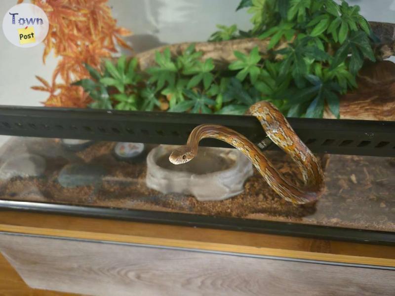 Photo of Corn snake with enclosure 