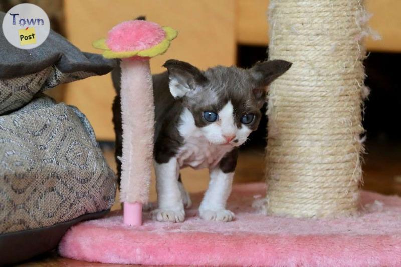 Photo of Devon Rex kitten