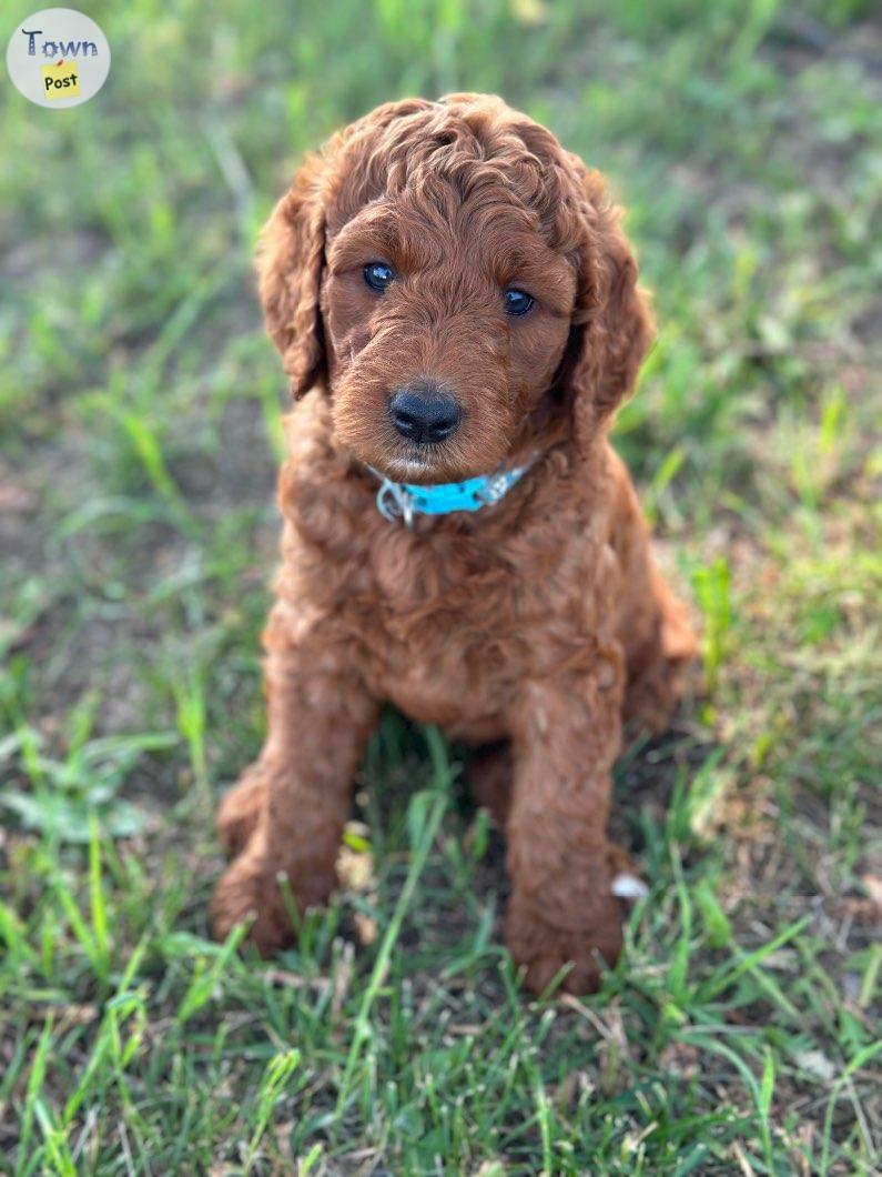 Photo of Stunning Red Goldendoodle Puppies