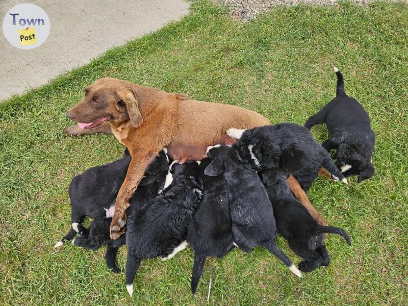 Photo of Lab/Bernese/Pyrenees puppies 