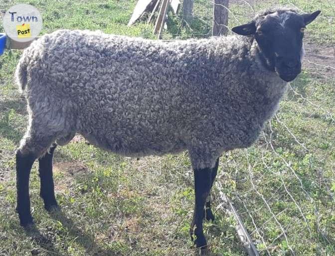 Photo of Registered Gotland sheep