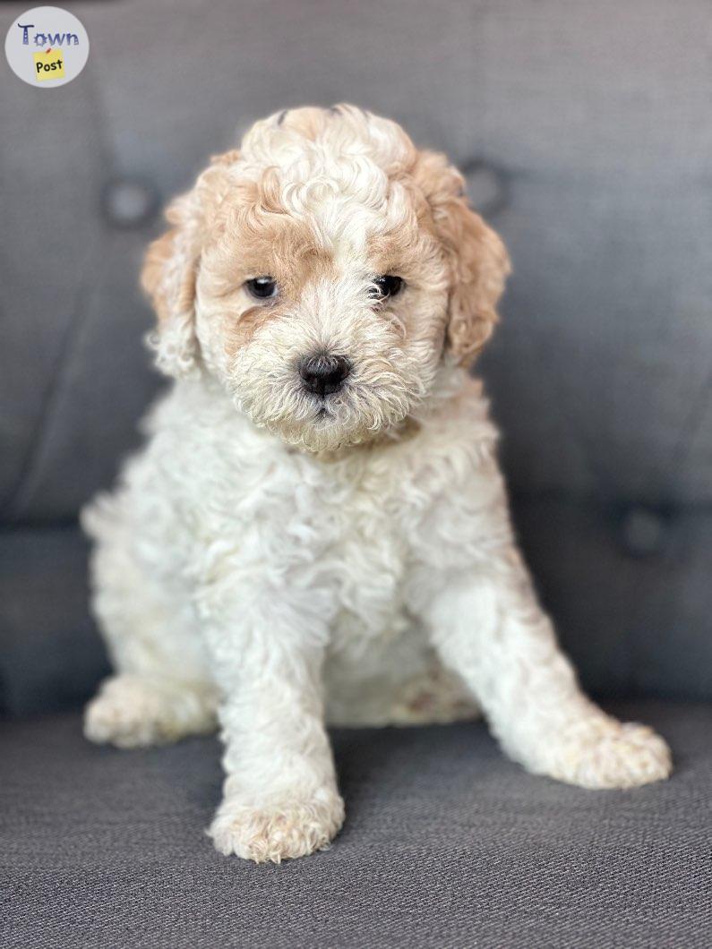 Photo of Bichon poodles 