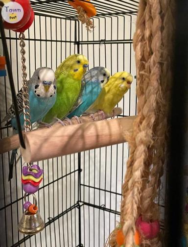 Photo of 4 Beautiful Budgies Under 3 Years Old - Ready for Their New Home! - 1