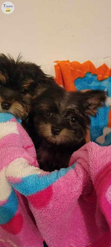 Photo of Yorkie/Maltese  Morkie Puppies - 1