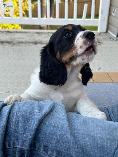 Photo of English Springer X English Setter - 1