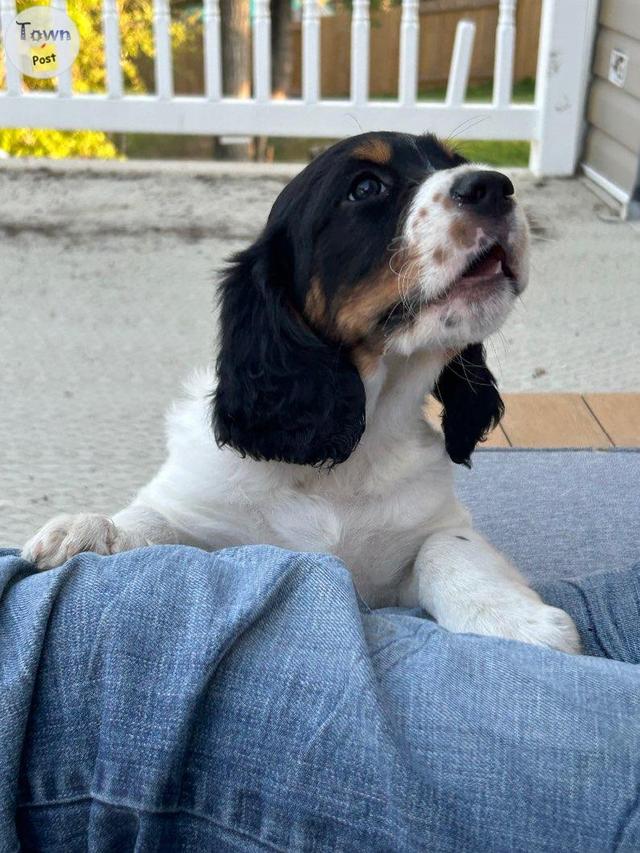 Photo of English Springer X English Setter