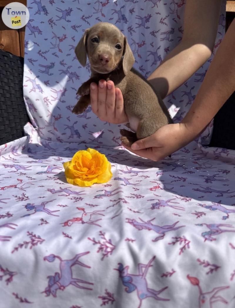 Photo of 2 Purebred Miniature Dachshunds