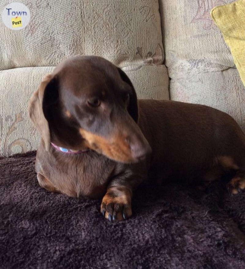 Photo of Beautiful and standard dachshund puppies