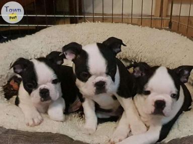 Photo of Boston terrier puppies - 1