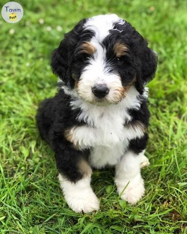 Photo of bernese mountain dogs - 1