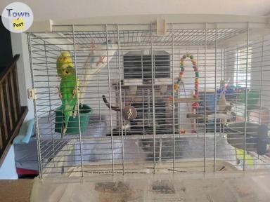 Photo of 3 male budgies  - 2