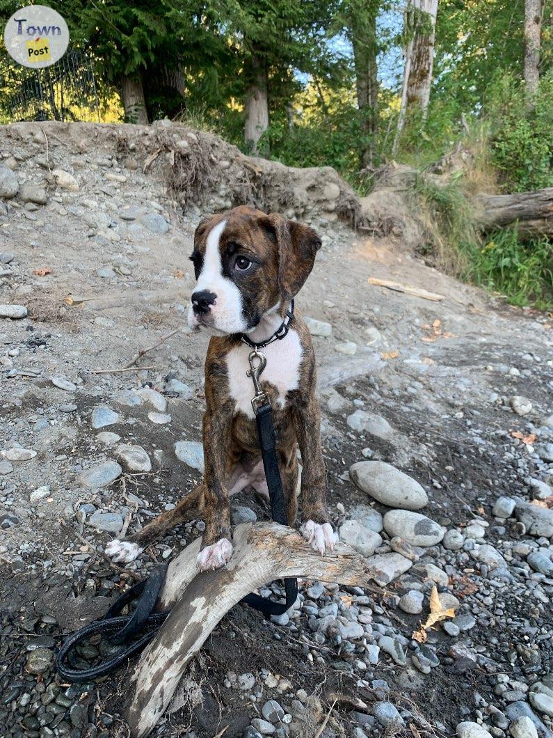 Photo of Pure Bred Boxer Puppies