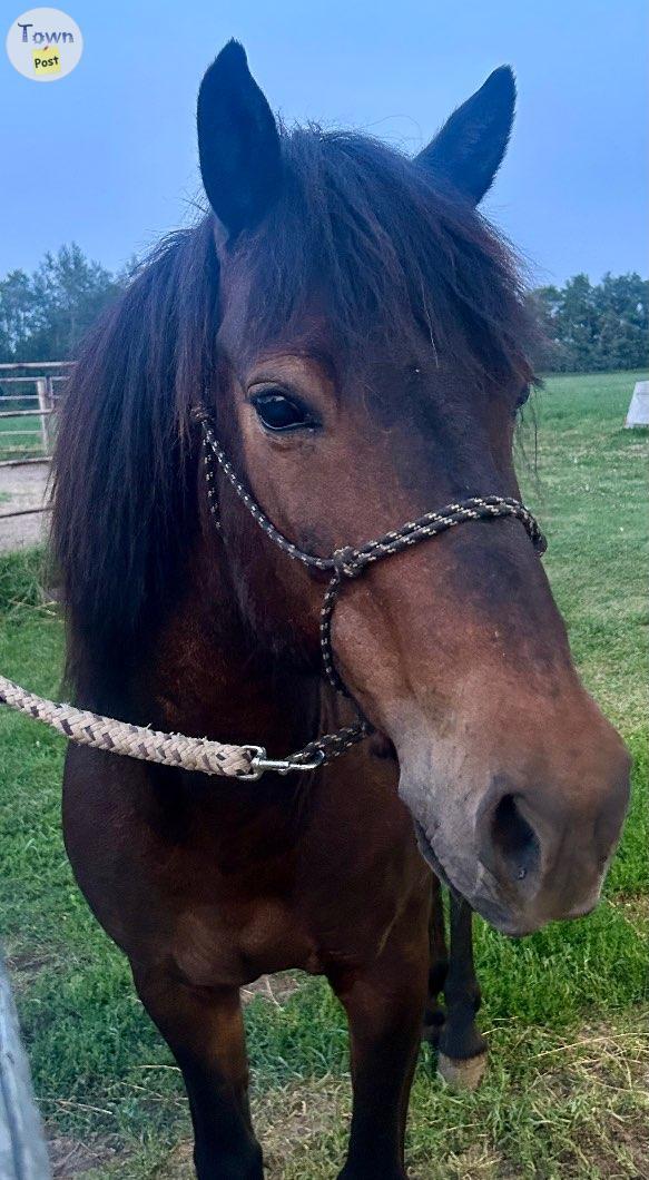 Photo of Icelandic Pony for sale 