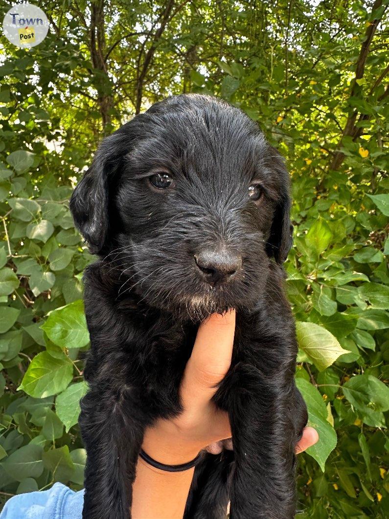 Photo of F1b Labradoodle puppies