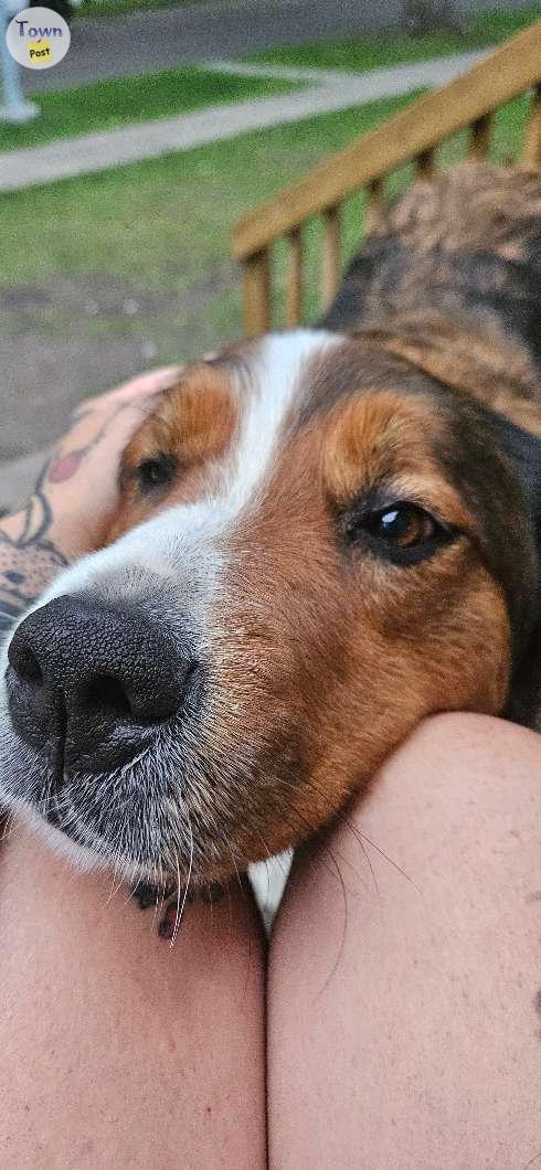 Photo of Bernese collie