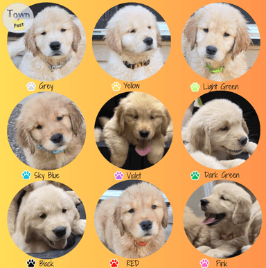 Photo of Golden Retriever Puppies for Sale, Seven male and one female. Pure pedigree. - 1