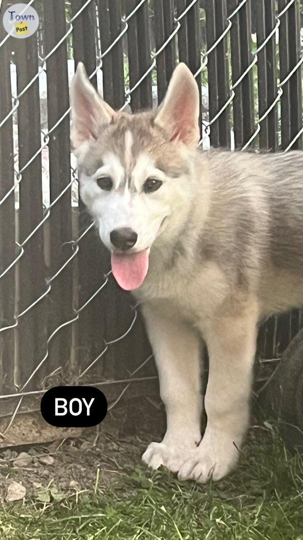 Photo of Wolf Hybrid Malamute Husky Puppies