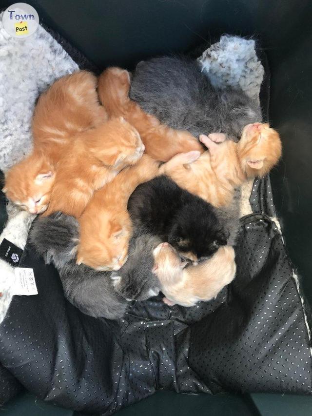 Photo of Free kittens and barn cats