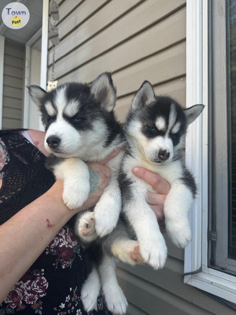 Photo of Siberian huskies 