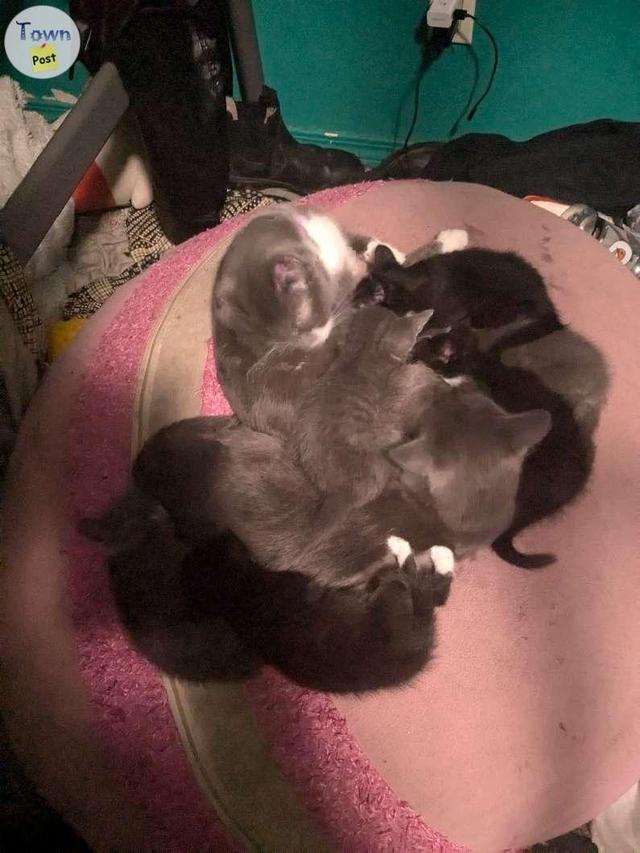 Photo of 7 week old kittens 