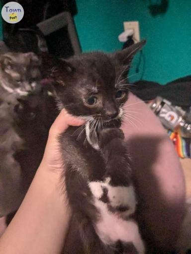 Photo of 7 week old kittens  - 2