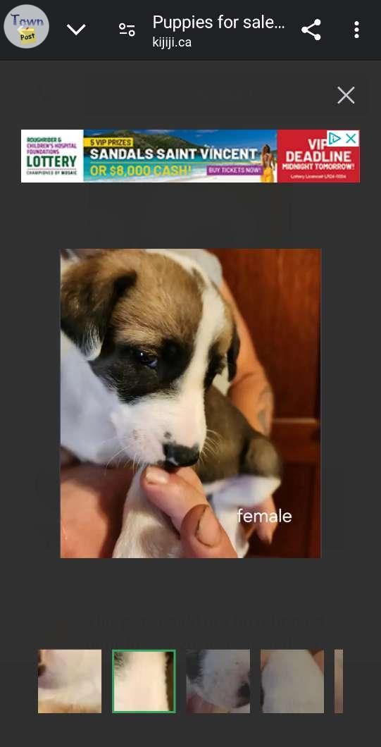 Photo of 1 puppies for sale