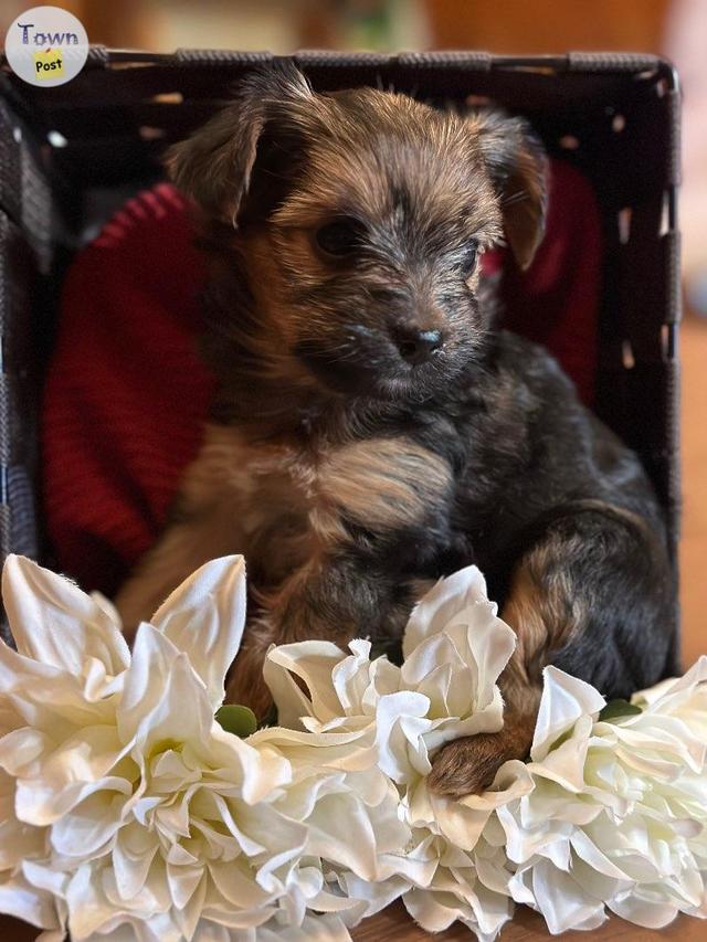 Photo of Havanese/yorkie puppies 