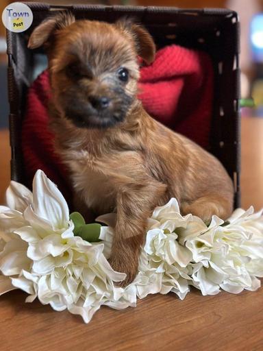 Photo of Havanese/yorkie puppies  - 2