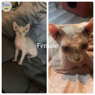 Photo of Sphinx kittens for sale  - 1