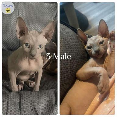 Photo of Sphinx kittens for sale  - 2